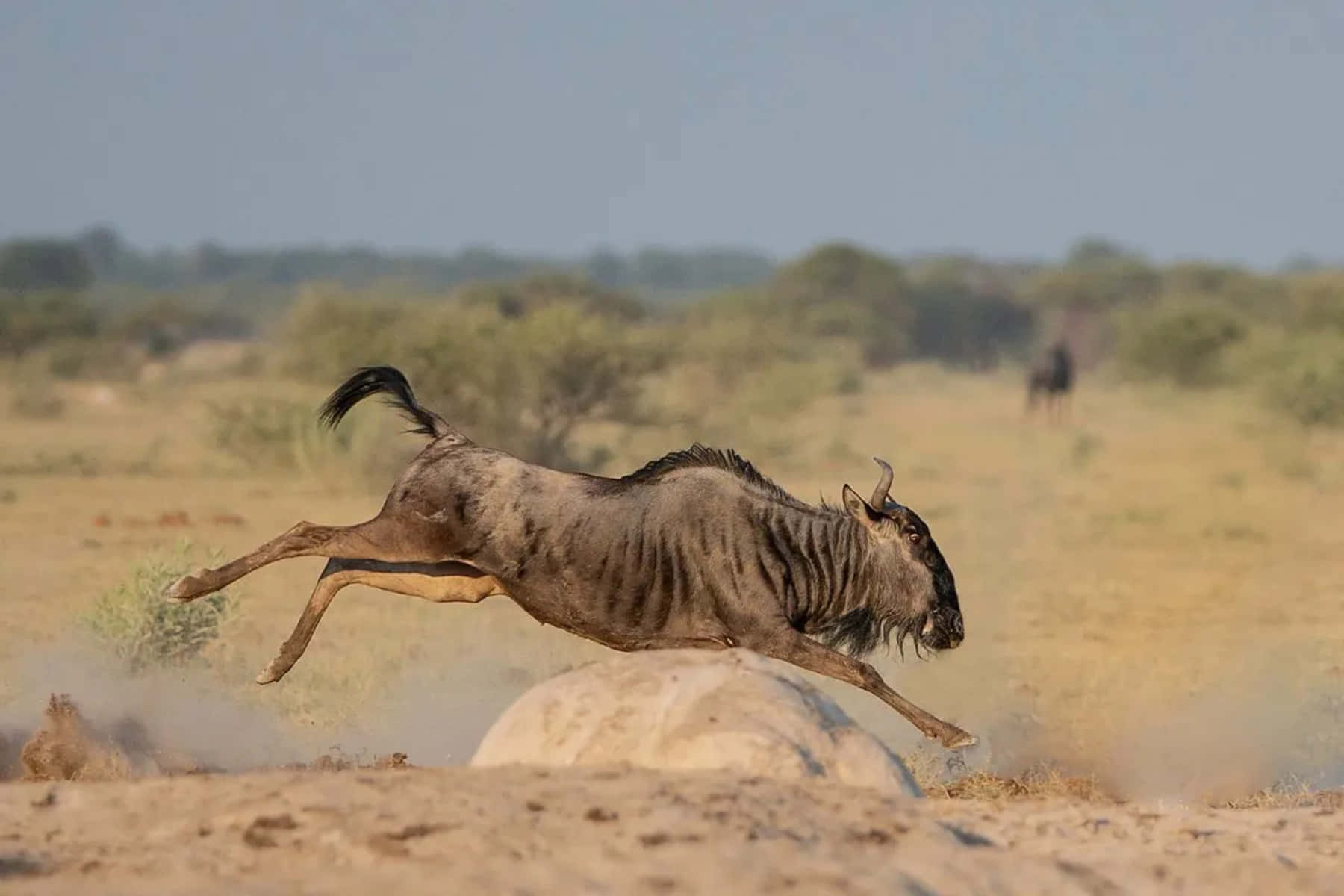 🔥 Free Download Wildebeest Leapingin Savannah Wallpaper By 