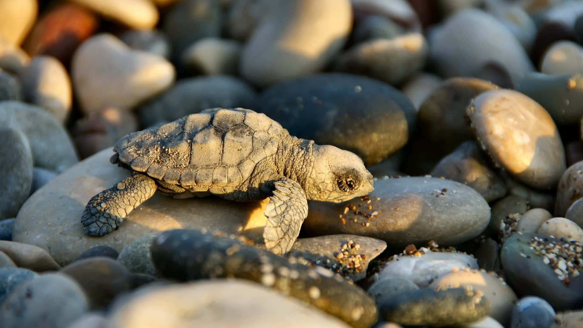 Baby Turtle Wallpaper