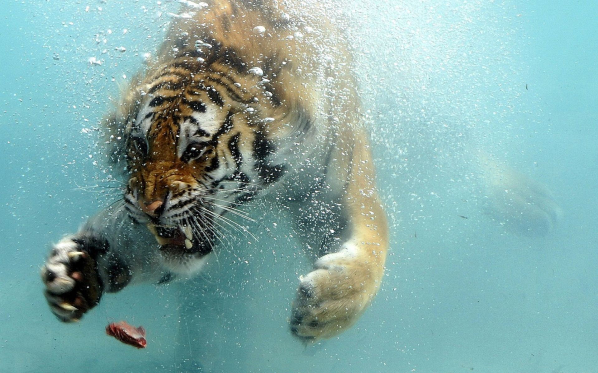 Angry Tiger Swims Underwater Phone Background Image