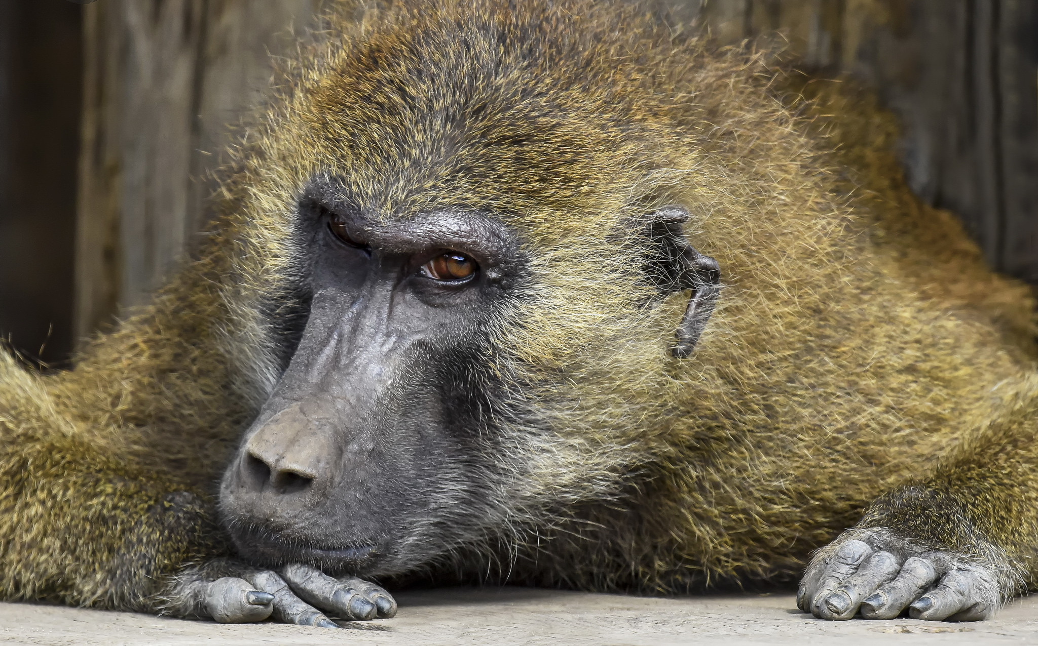 Close-up of a baboon resting its head on the ground