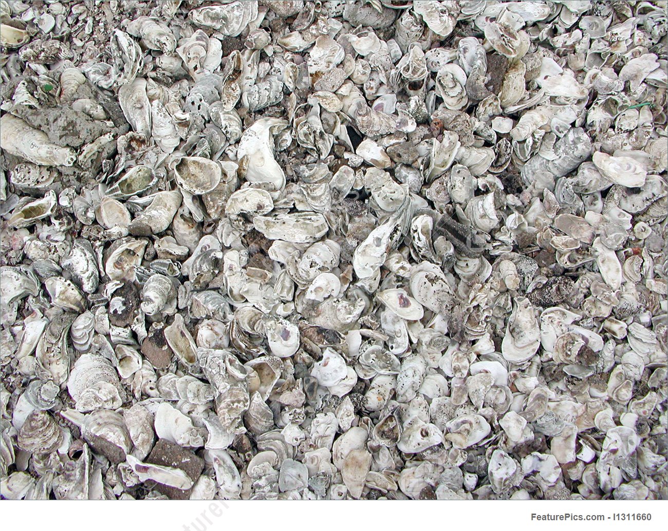 🔥 Free Download Oyster Shells Background by @jefferyw17 | WallpaperSafari