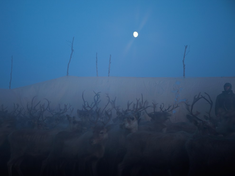 National Geographic Wallpaper Reindeer Scandinavia