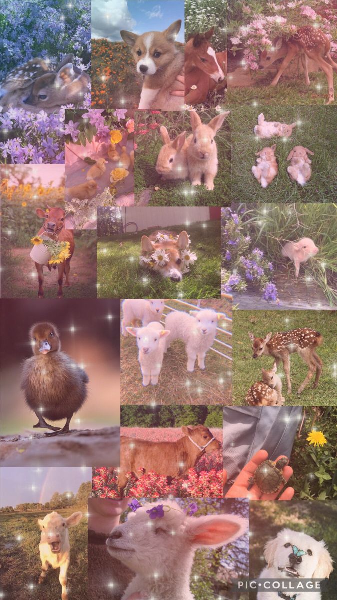 Cute Baby Animal Aesthetic Collage Wallpaper