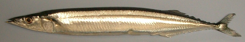 Pacific Saury Photos And Wallpaper