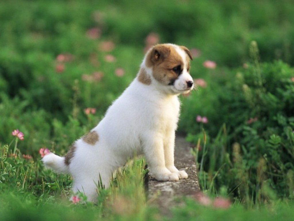 Dog Have Go For A Spring Outin WallpapersOther Wallpapers Pictures