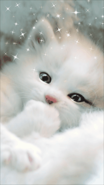 White Cat Screensaver Wallpaper360x640 Wallpaper