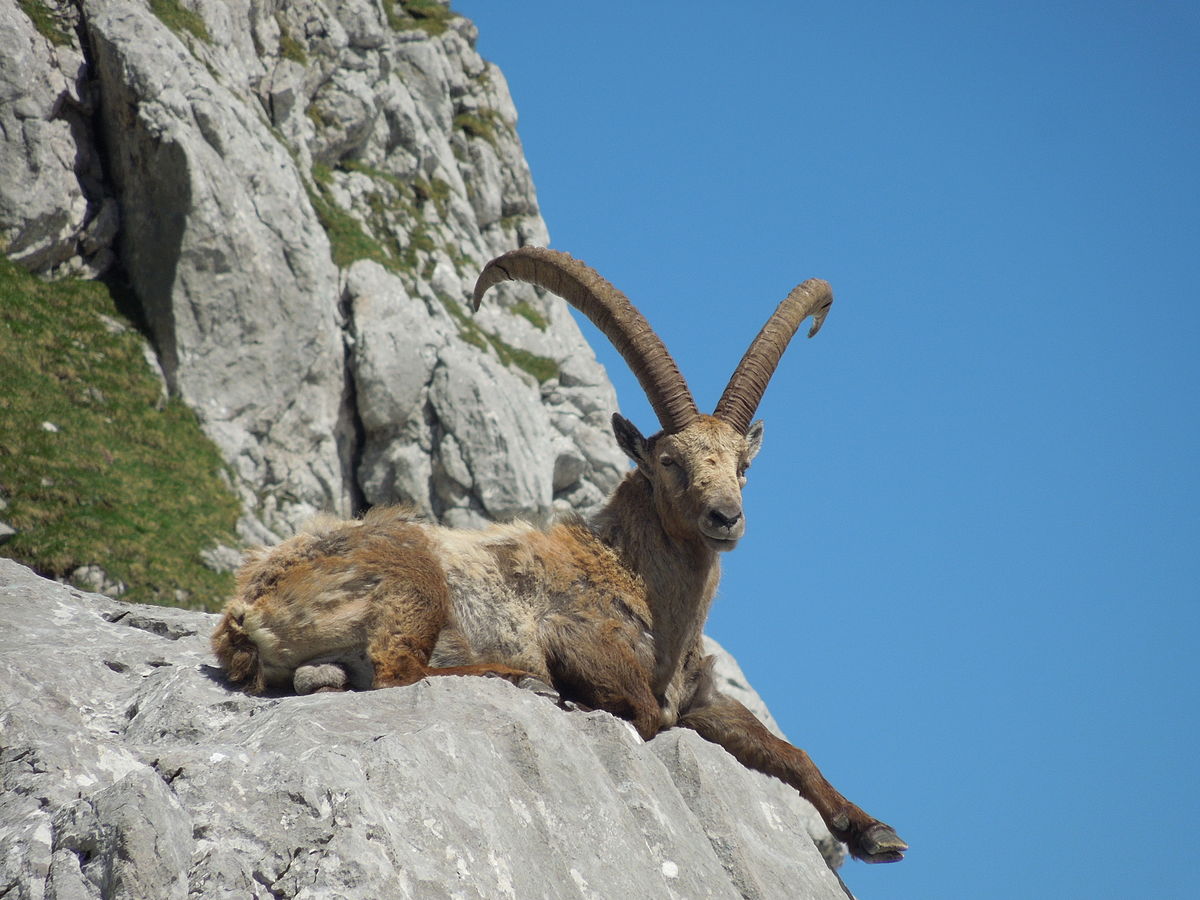 File Steinbock Jpg