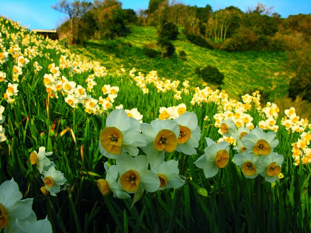 Daffodil Flowers Narcissus In Field