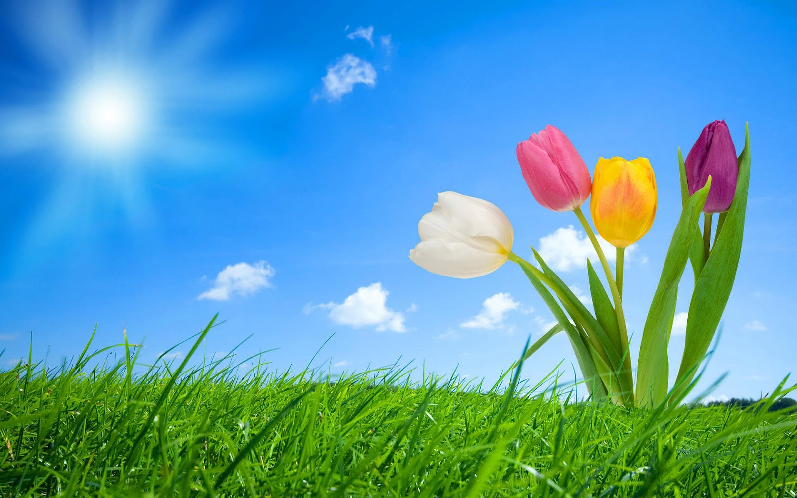 Spring Desktop Background Flowers Wallpaper Smiley