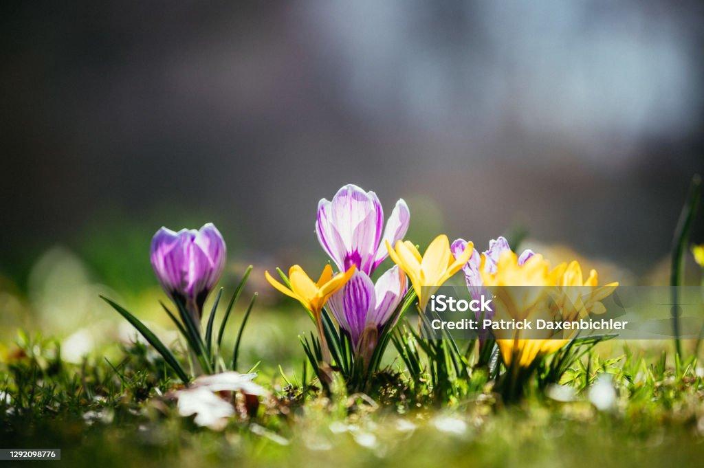 Springtime Spring Flowers In Sunlight Outdoor Nature Wild Crocus