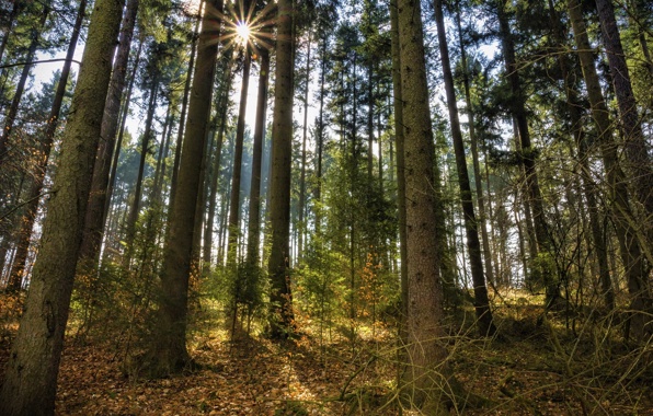 Wallpaper Forest Pine Trees The Sun Rays Nature