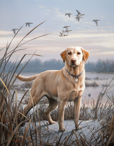 Yellow Lab Hunting Image Pictures Becuo