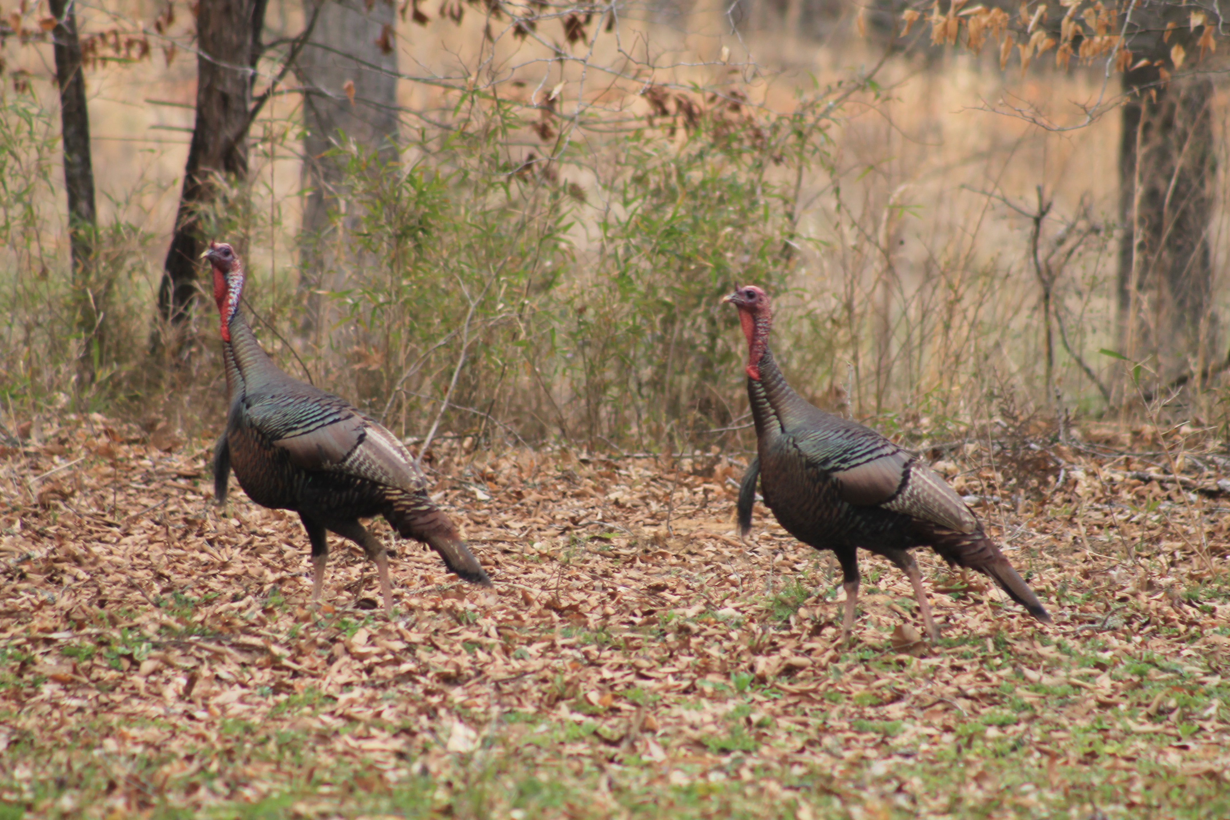 Turkey Hunting Image Crazy Gallery