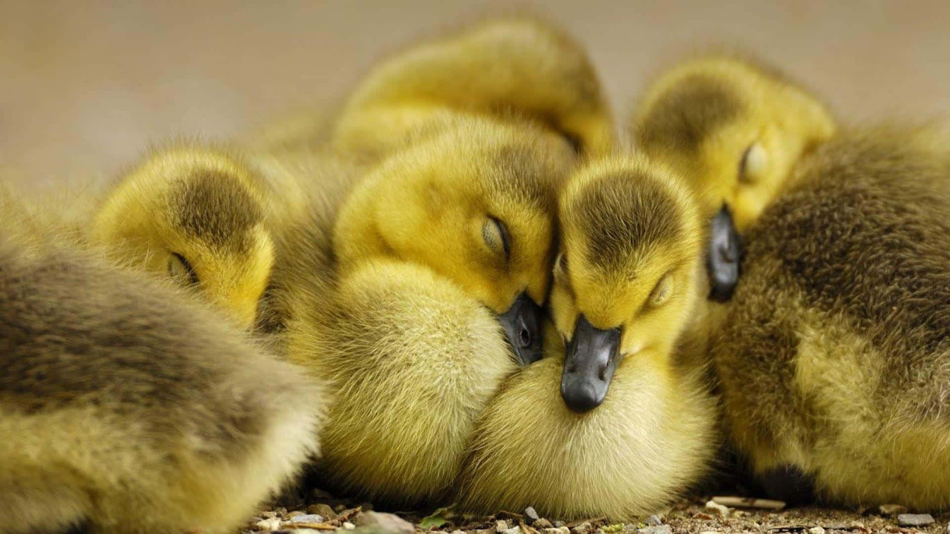 Baby Duck Background Wallpaper