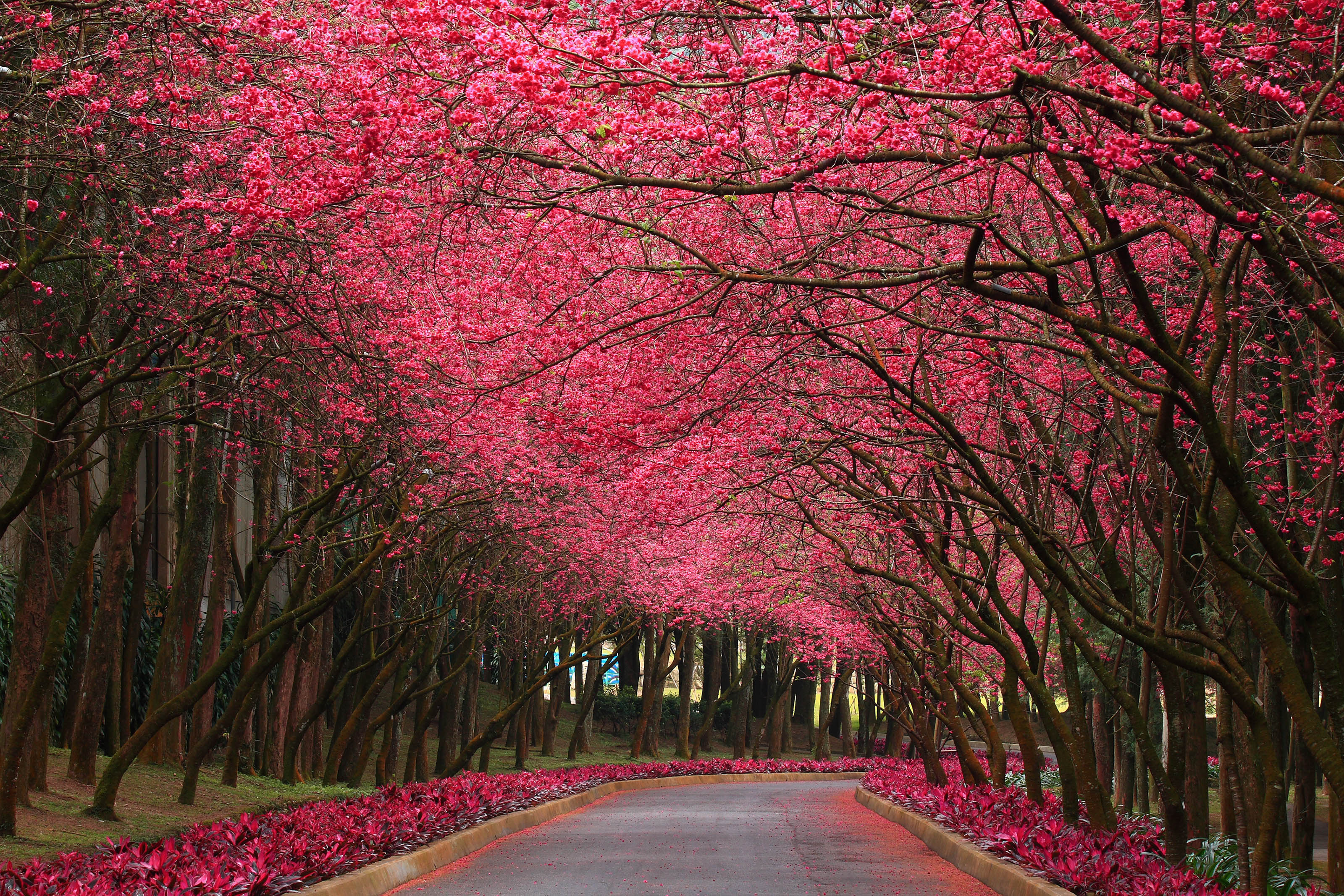 Pink Nature Wallpaper In HD With Flowering Trees