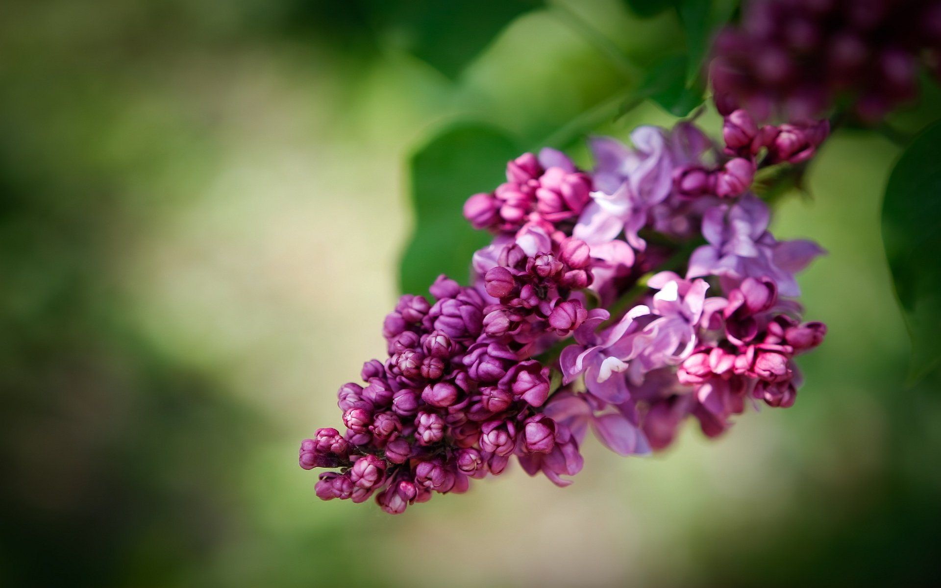 beautiful lilac wallpapers background 1920x1200