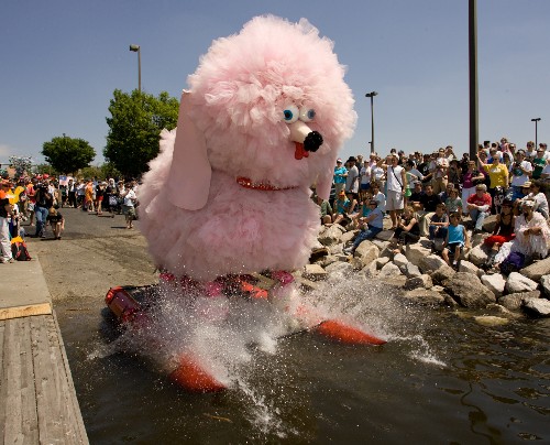 Funny Animals Pink Poodle Dogs Photos And Wallpaper