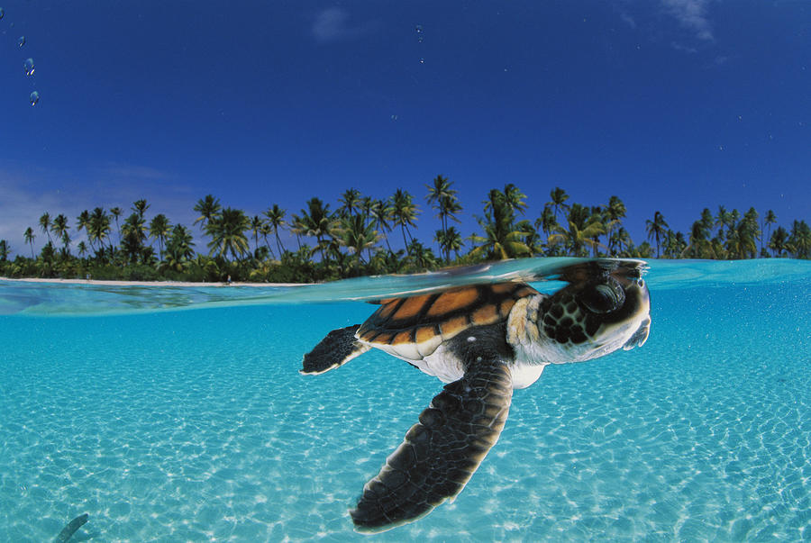 Baby Green Sea Turtle Swimming By David Doubilet