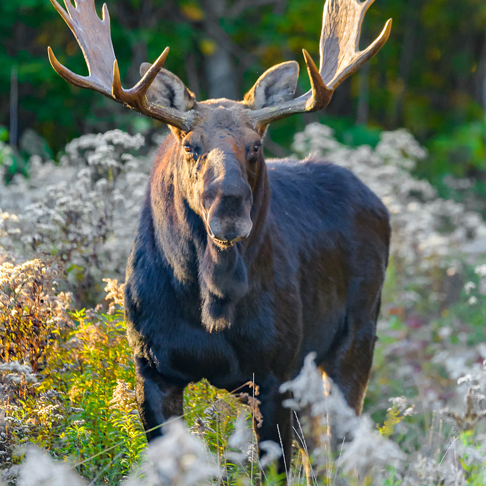 Bull Moose KataHDin Woods And Waters National Monument