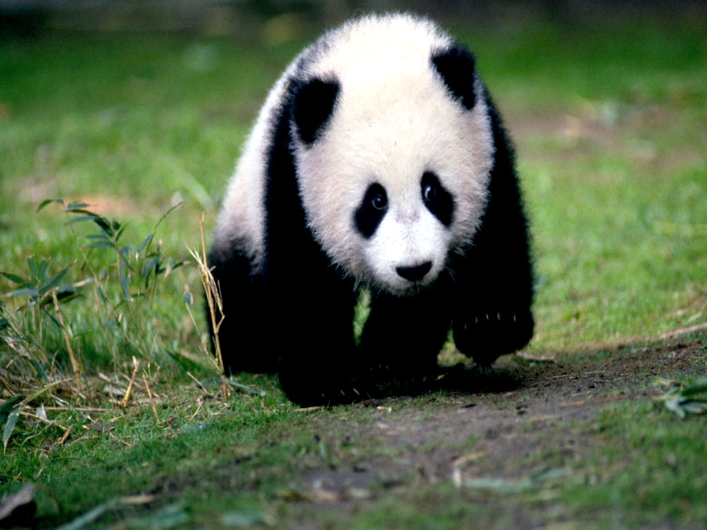 Panda Animals Background
