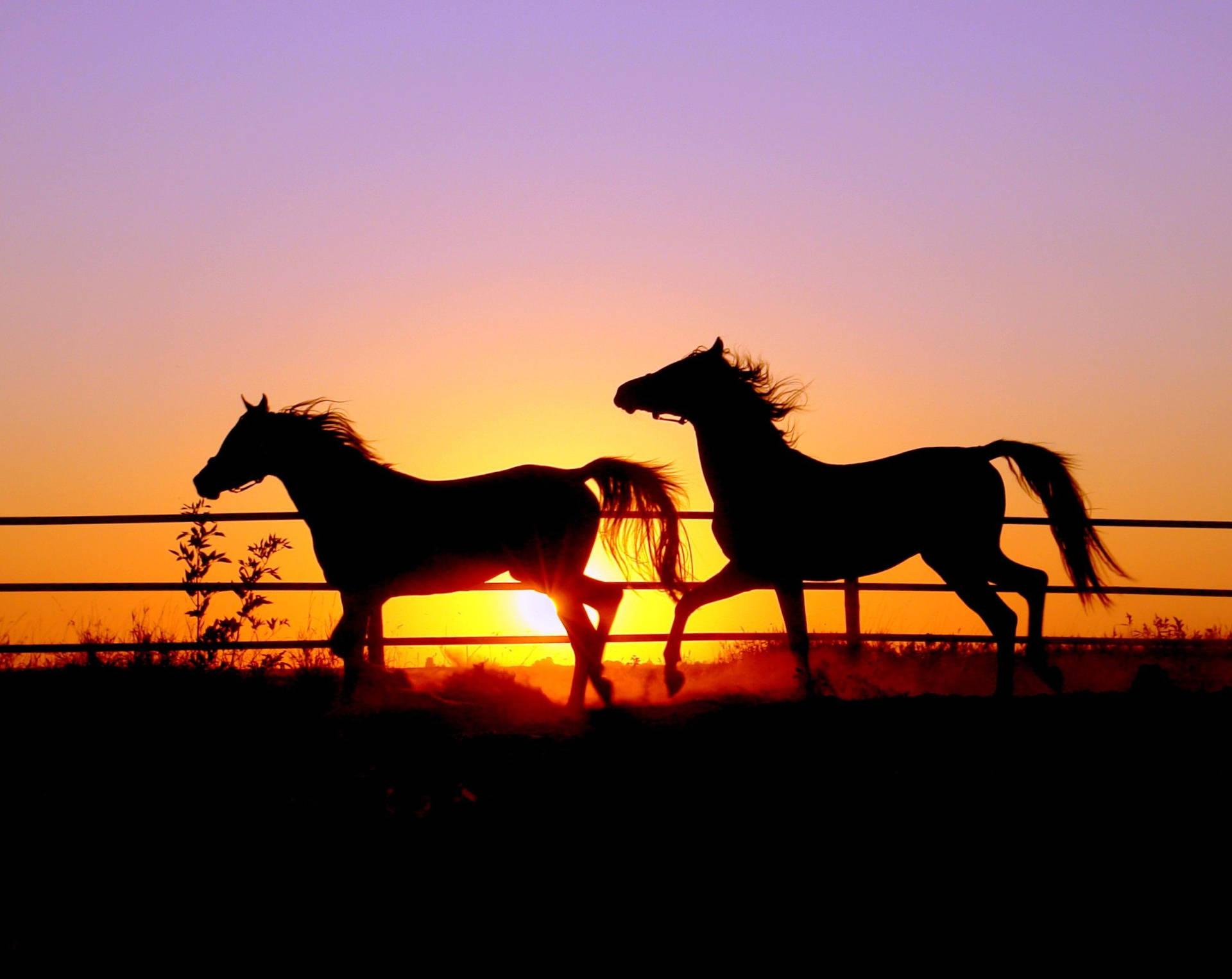 Two Cute Horses On Sunset Wallpaper