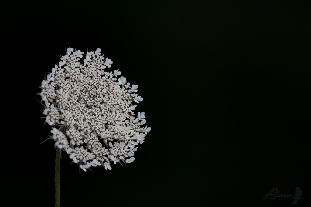 Is Queen Anne S Lace The Dark Background Made This Work For Me