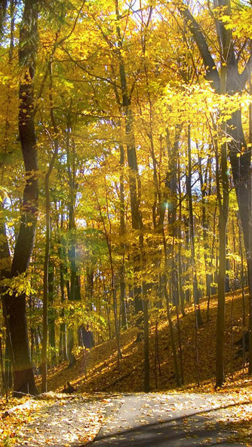 iPhone Wallpaper HD Sunny Autumn Forest Background
