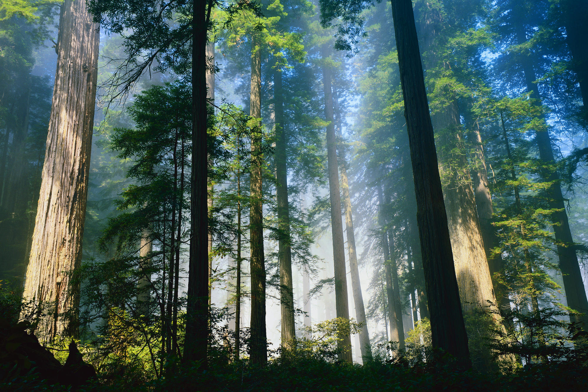 Coastal Redwoods Northern California World Wallpaper Collection