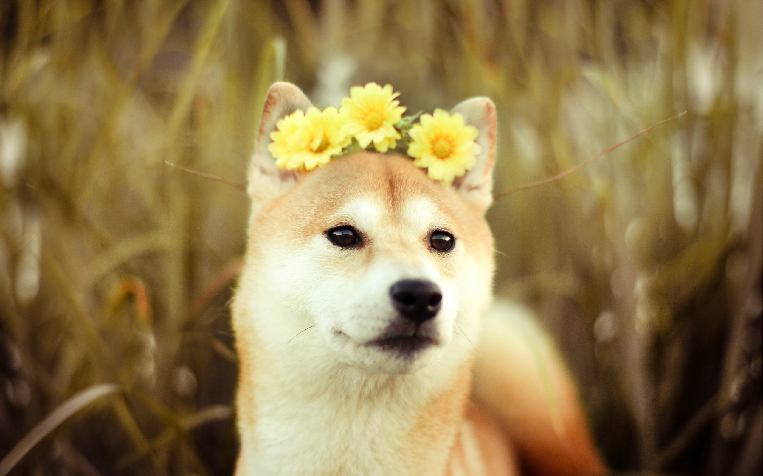 Dog With Flowers On The Head Wallpaper And Image