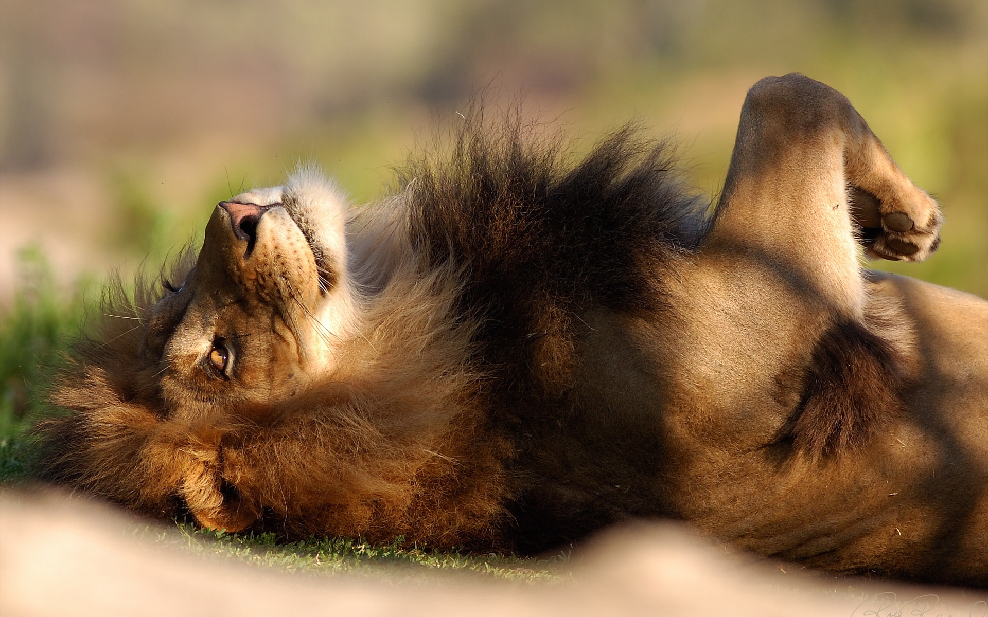 Lion Predator Big Cat Lying In Wallpaper