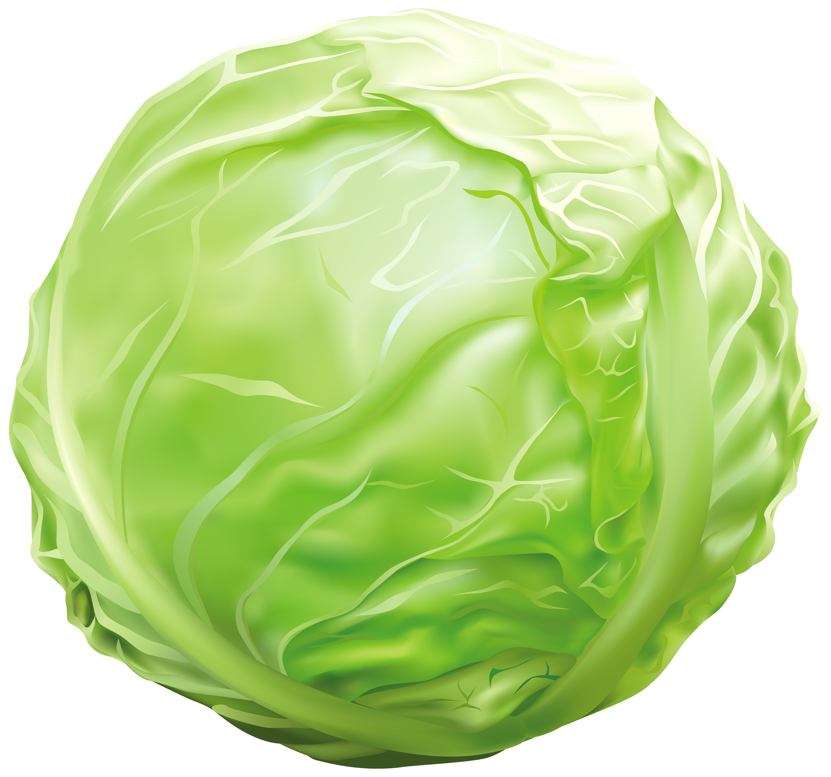 Cabbage Png Clipart Image Gallery Yopriceville High Quality