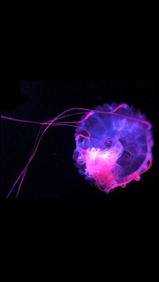 Jellyfish Wallpaper HD iPhone