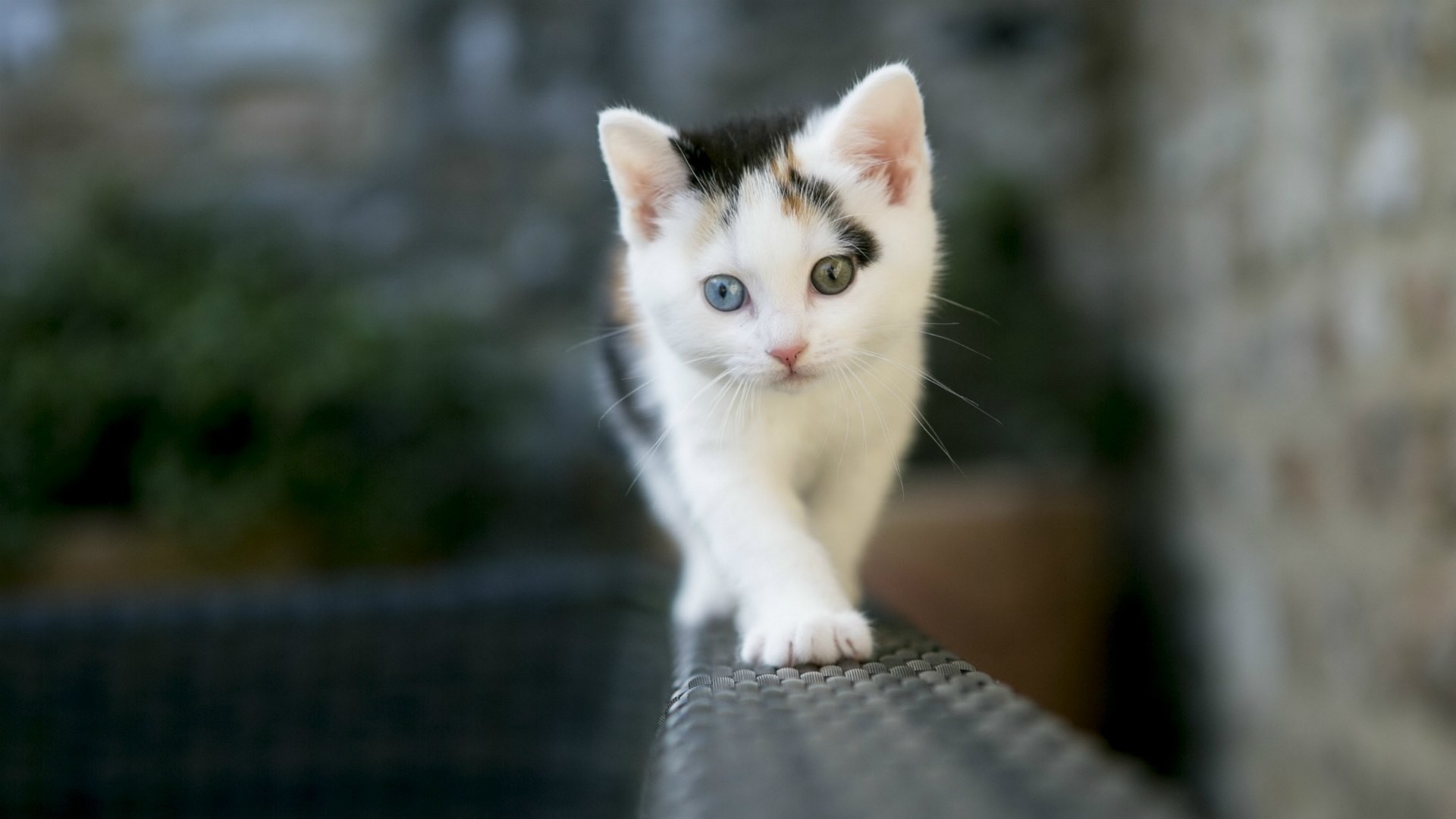 Cat Wallpaper For Desktop