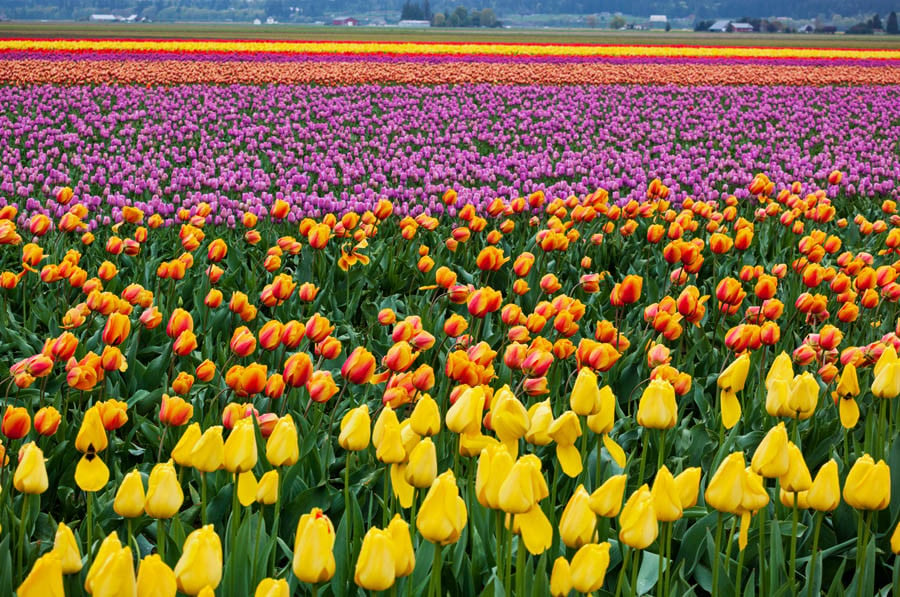 🔥 Free Download Skagit Valley Tulip Fields by @derekcastillo ...