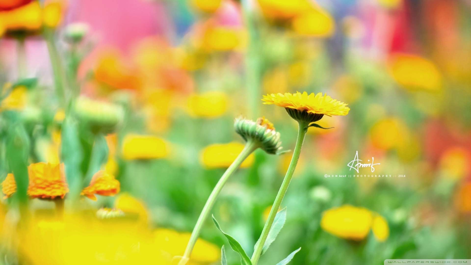 Wallpaper Yellow Flower 1080p HD Upload At February