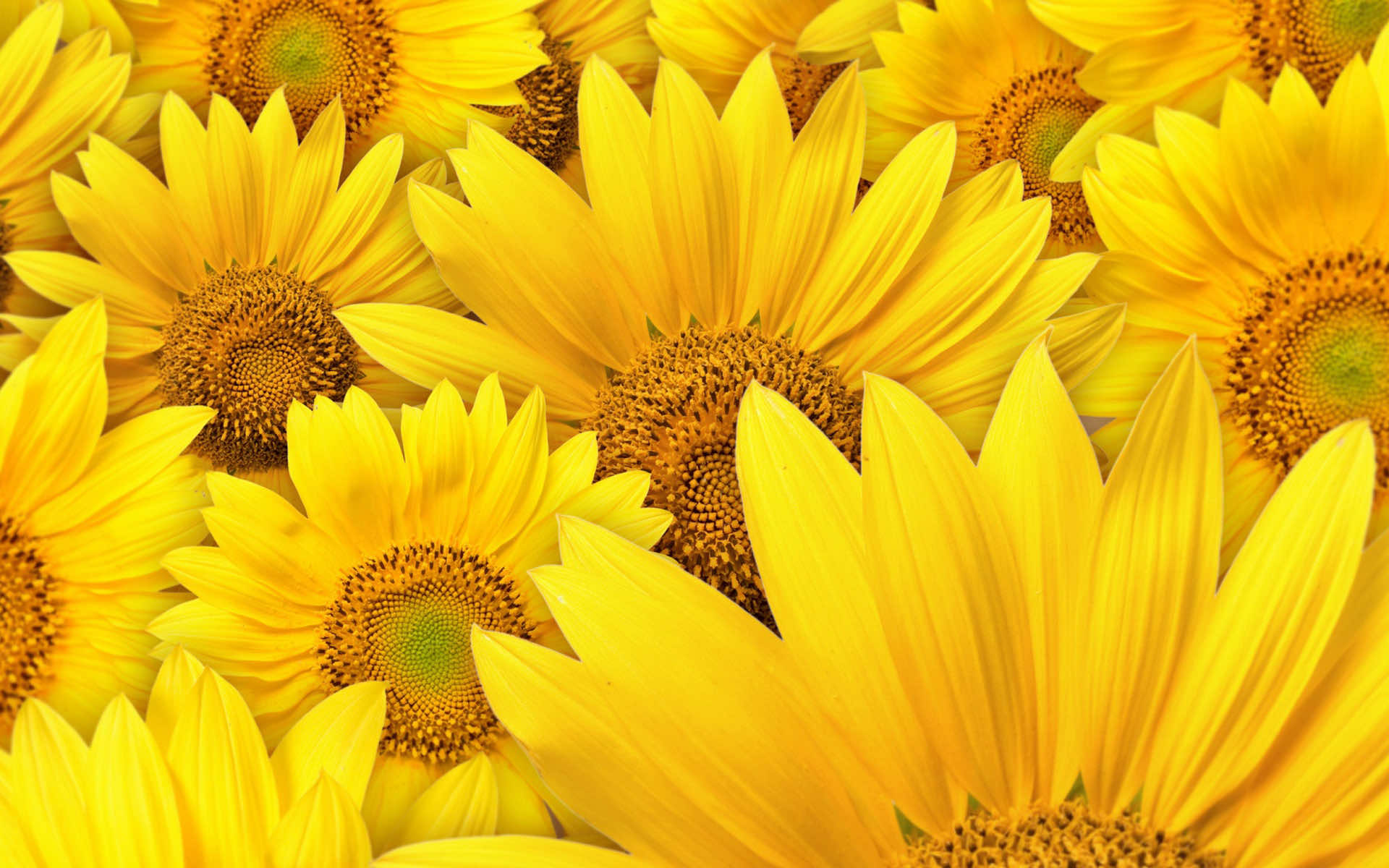 Close-up of vibrant yellow sunflowers, showcasing their bright petals and dark centers