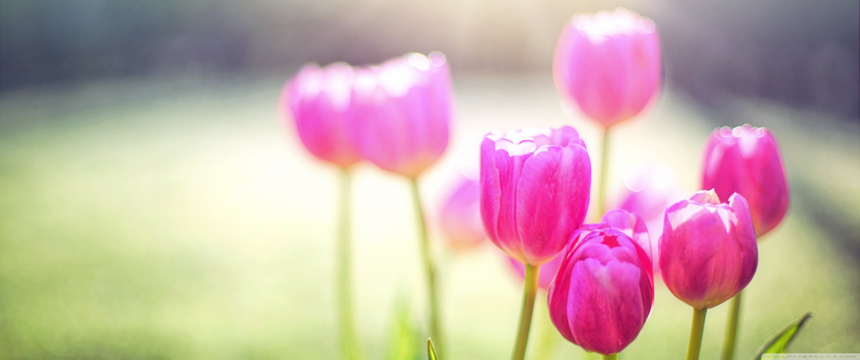 Spring Tulips Sunshine 4k HD Desktop Wallpaper For Ultra
