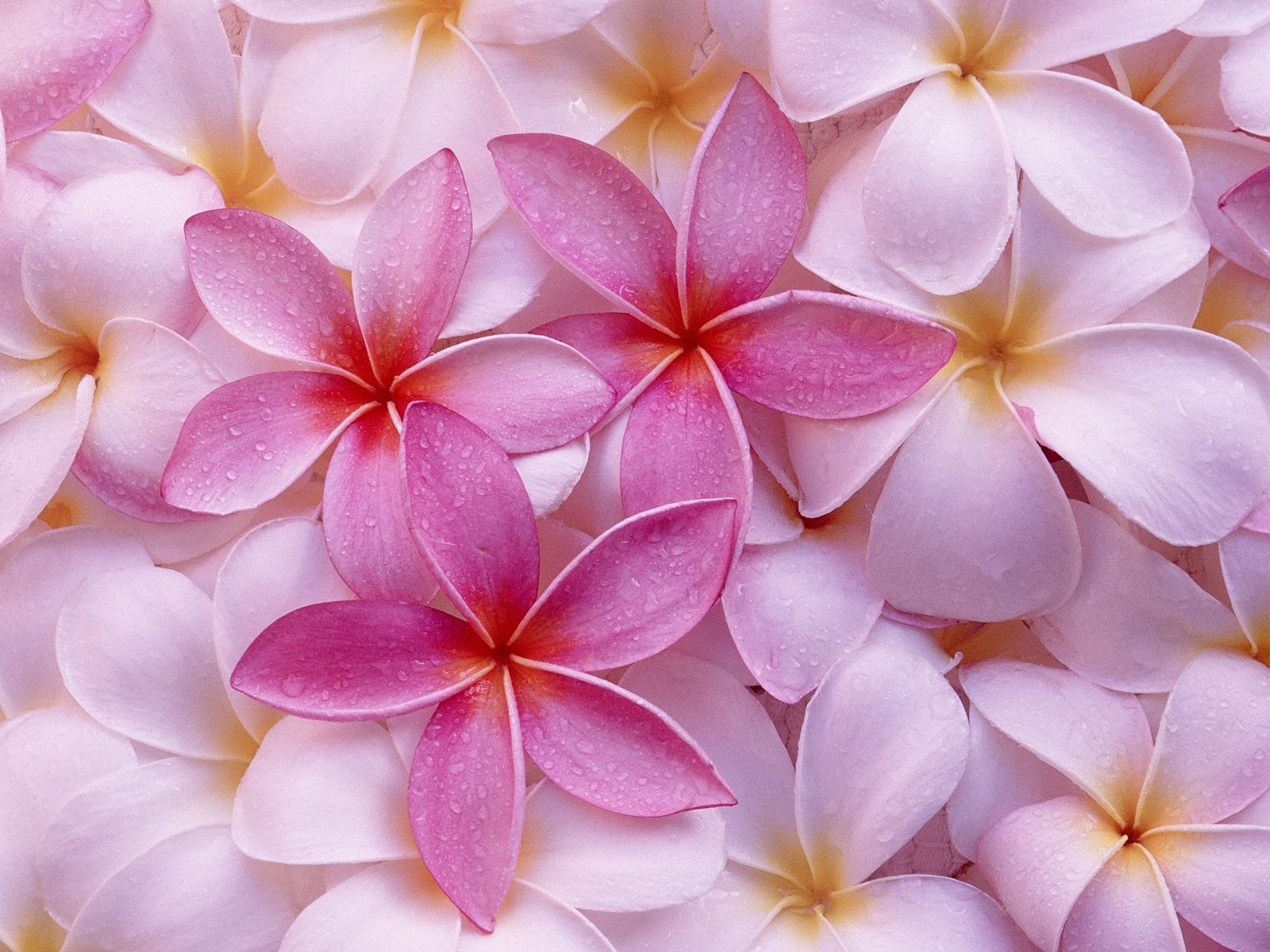 Download Hawaiian Flower Wallpaper By Rdavis Hawaiian Flower Backgrounds Hawaiian