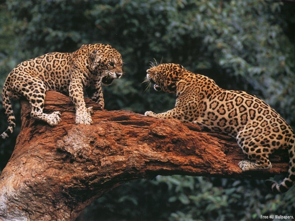 Safari Animals Desktop Wallpaper