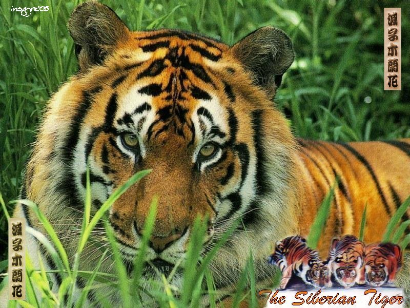 Bengal Tigers Wallpaper Tiger In Grass