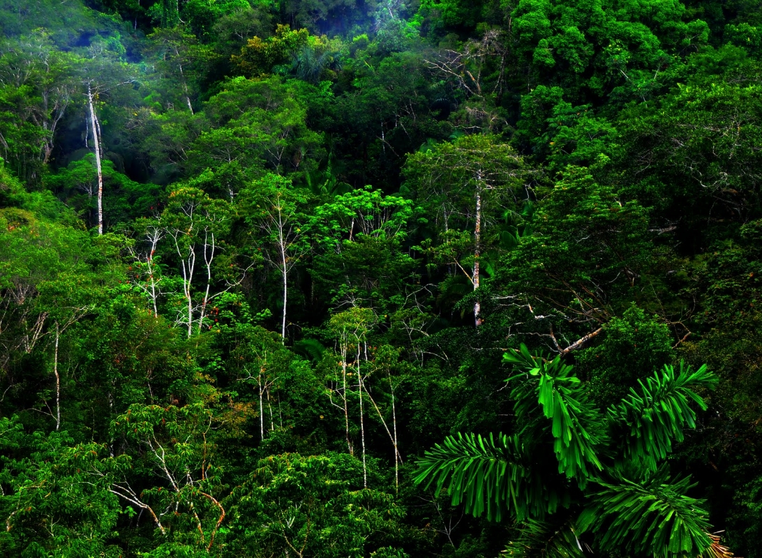 Jungle Forest HD Wallpaper Desktop