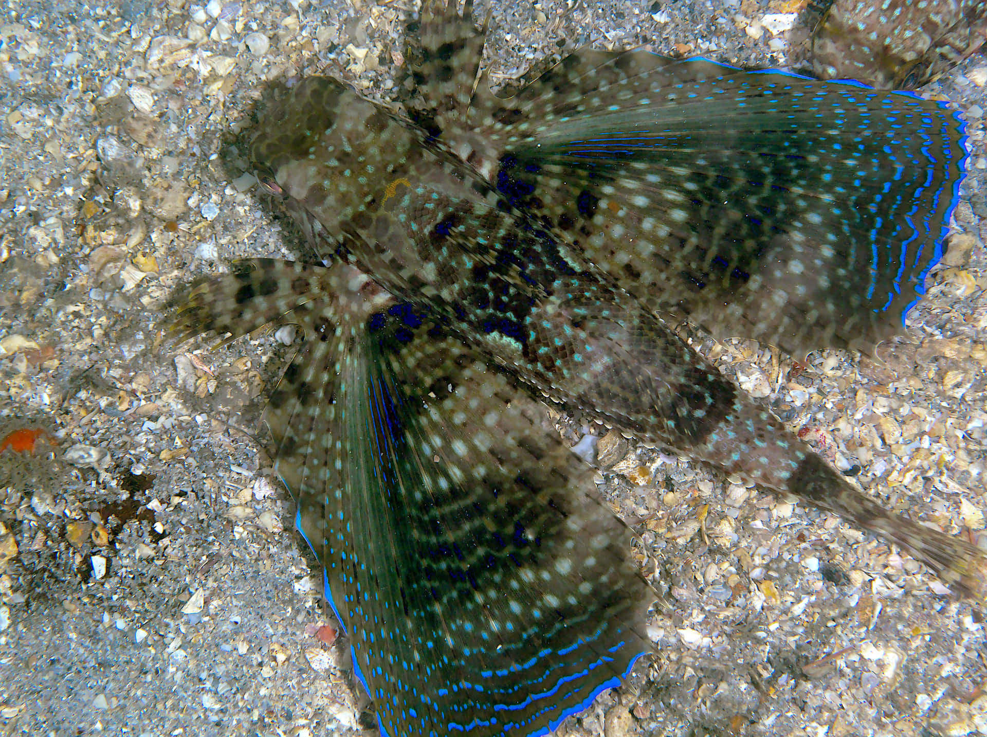 Flying Gurnard Wallpaper