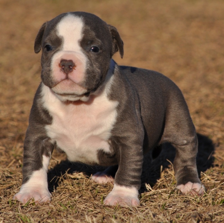 Pit Bull Puppies And Blue Nose American Bully Pitbull Pictures