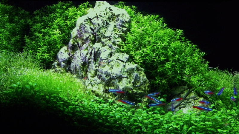 Grass Fish Dual Screen Aquarium Tank Animals HD Wallpaper