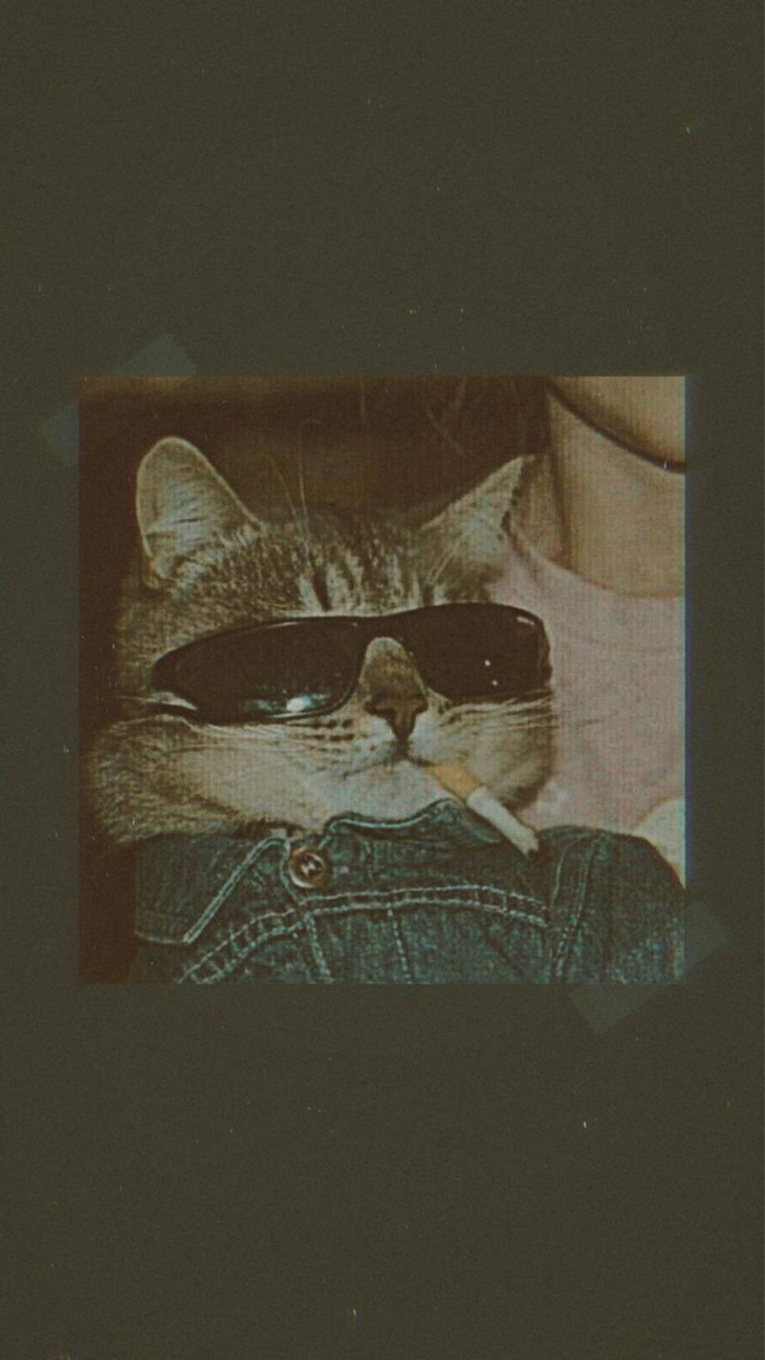Aesthetic Cat Wallpaper