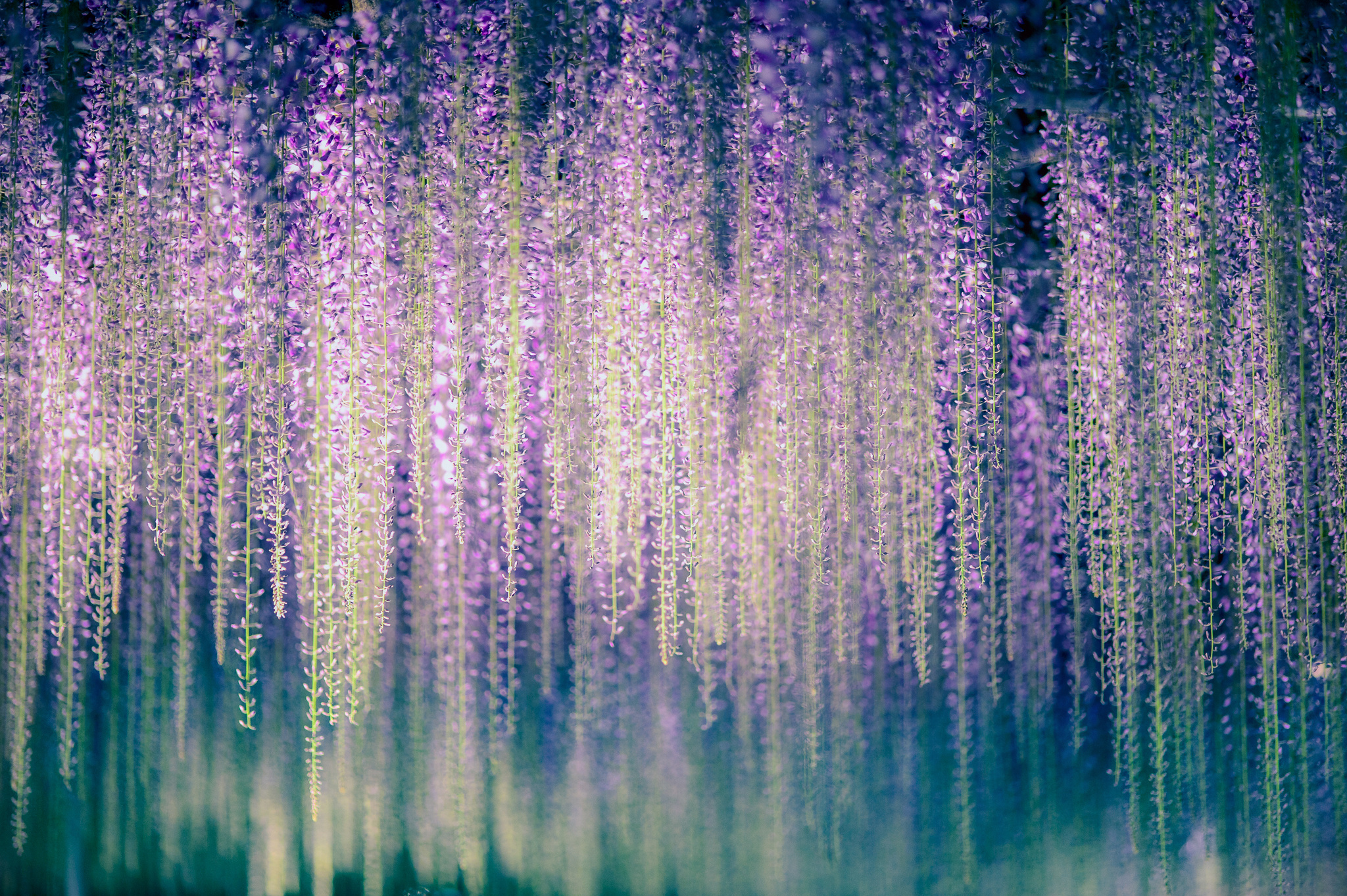 Wisteria Flowers Macro Wallpaper Photos Pictures