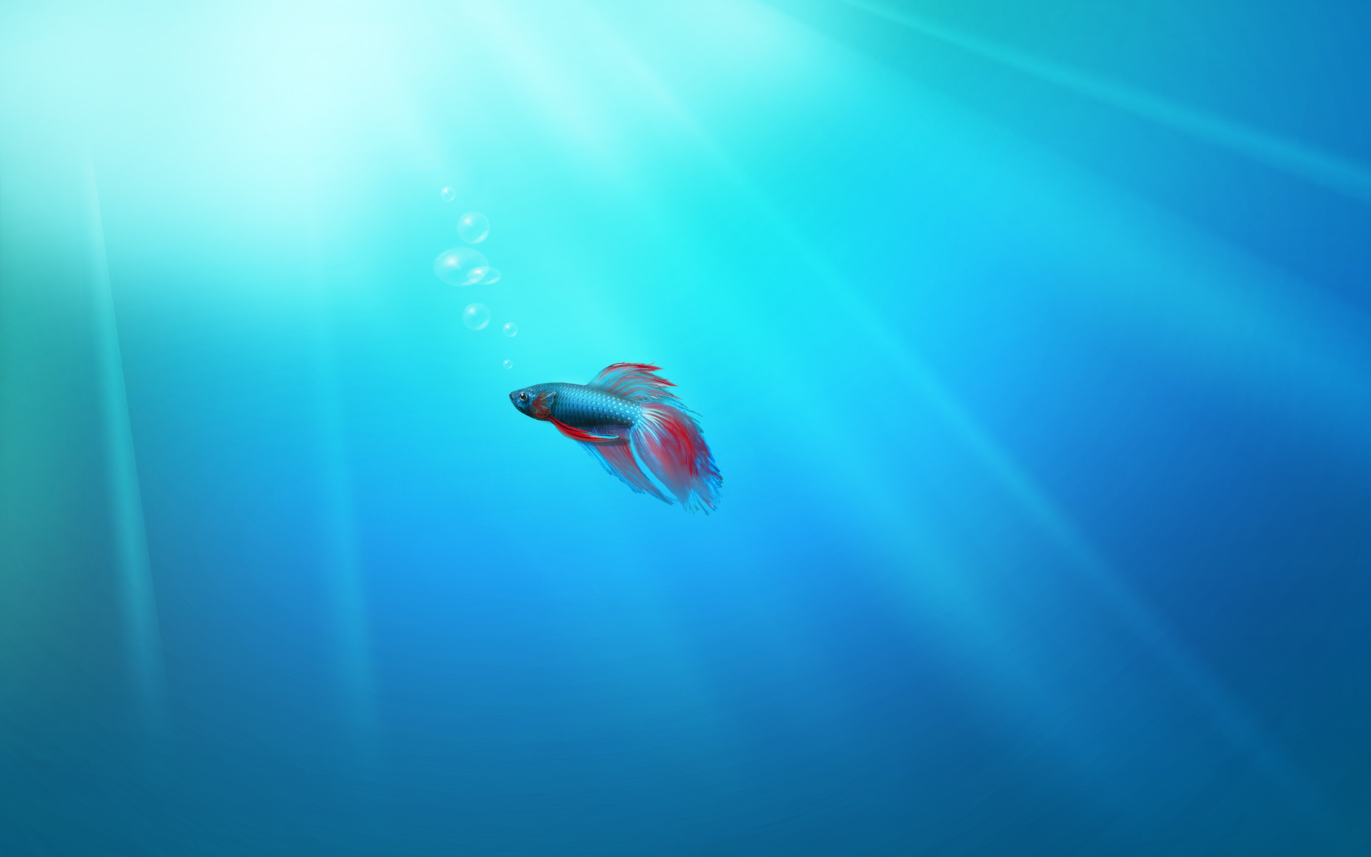 Cool Betta Fish Background