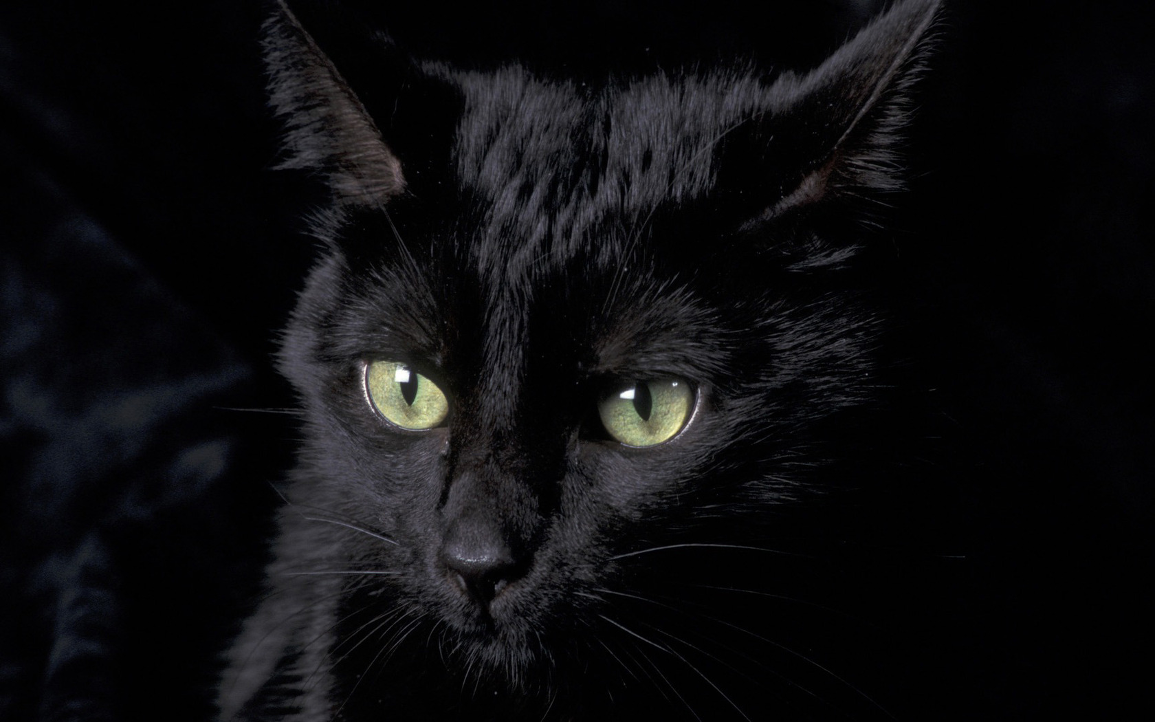 Download Black cat wallpaper