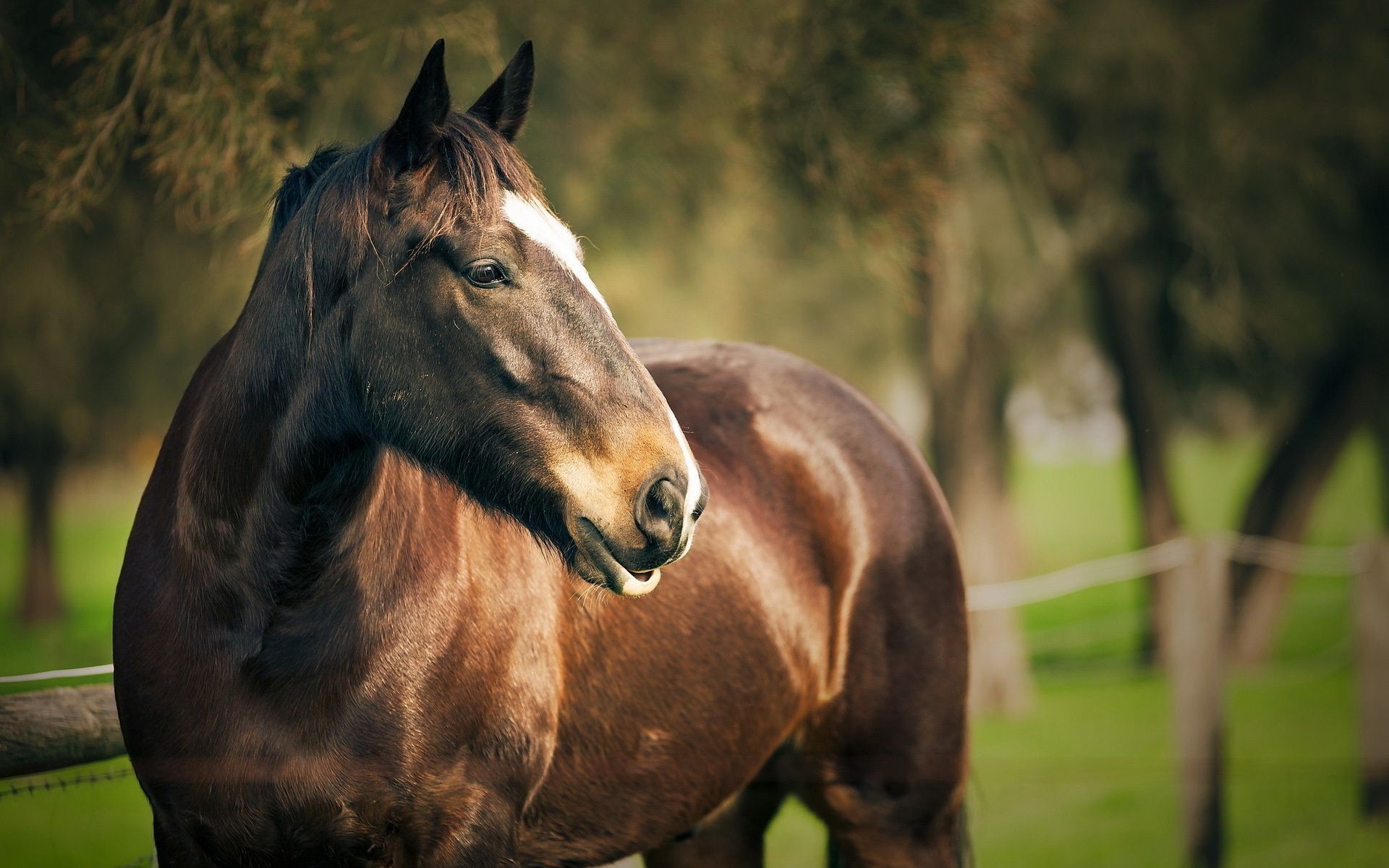 Beautiful Horse Wallpaper