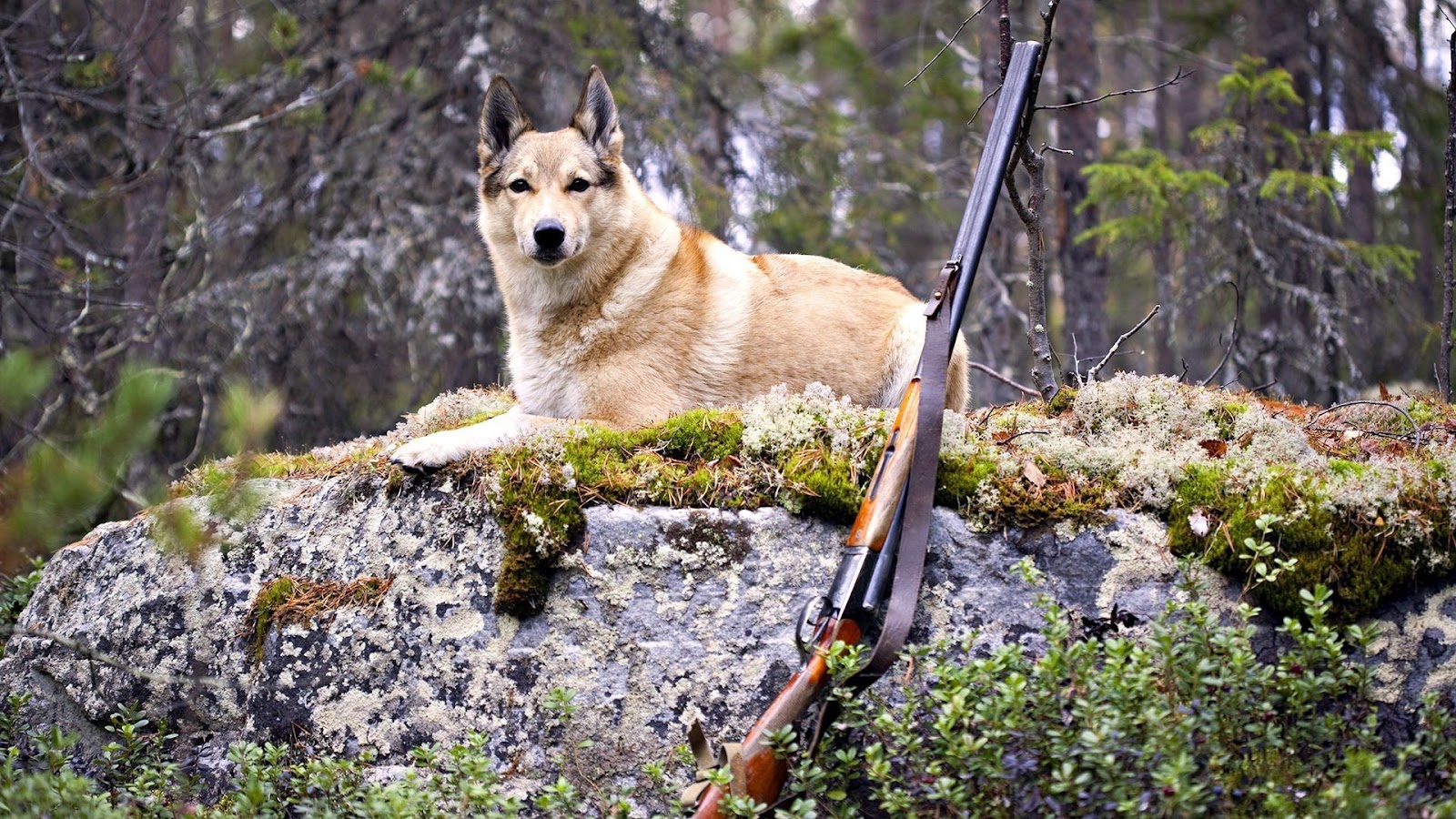 Hunting Dog And Shotgun HD Military Wallpaper